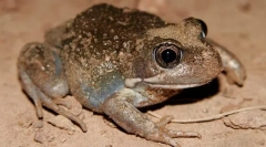 Co mohou dělat lopatornagy?